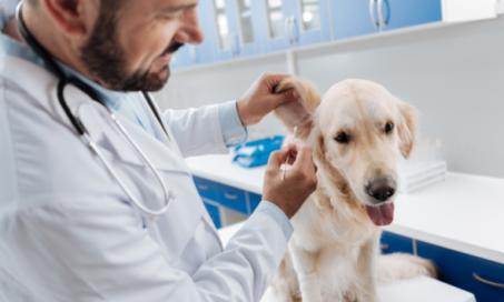 How to Check for Dog Ear Problems
