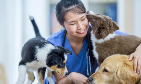 狗和猫接种疫苗常见问题