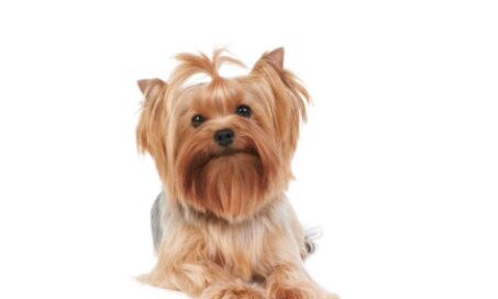 Keeping the Yorkshire Terrier's Coat Healthy