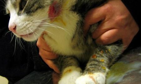 Cat Bite Abscesses: What YOU Need to Know
