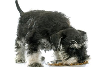 what is a hiatal hernia in dogs