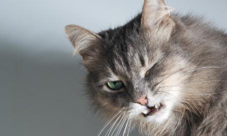 Acute Respiratory Distress Syndrome (ARDS) in Cats