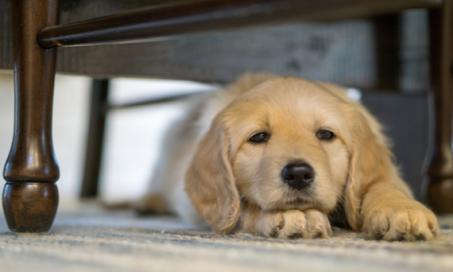 Acute Vomiting in Dogs
