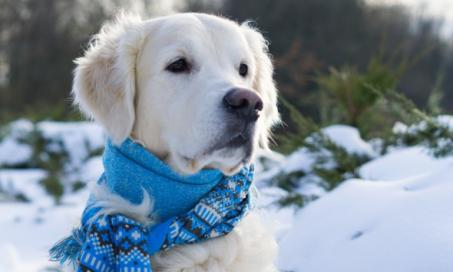 How Cold Is Too Cold for Your Dog?