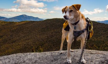 can you use baby sunscreen on dogs