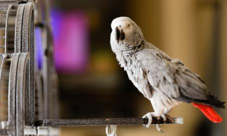 7 Ways to Help Prevent Your Pet Parrot From Becoming Bored