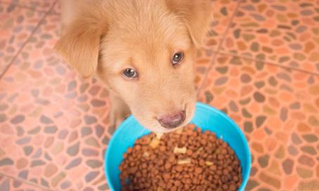 what age should i stop giving my dog puppy food
