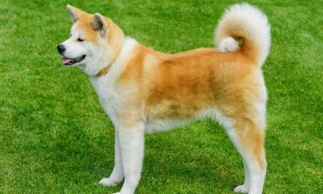 5 Fast Facts About the Akita