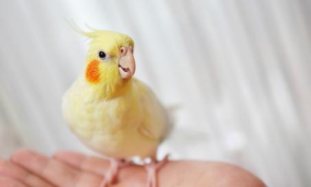 All About Cockatiels