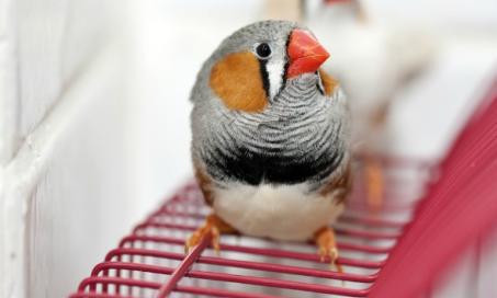 All About Finches and Canaries