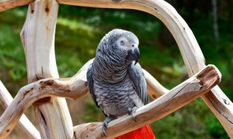 All About Parrots