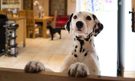8 Tips for Helping House Guests with Pet Allergies