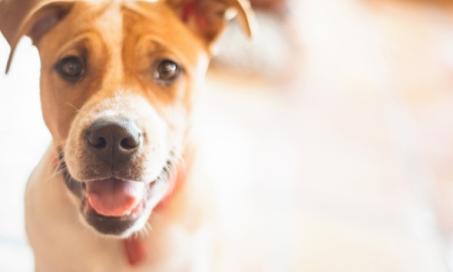 What’s the Treatment for Cancer in Dogs? Is There a Cure?