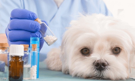 Can Dogs Have Amoxicillin?