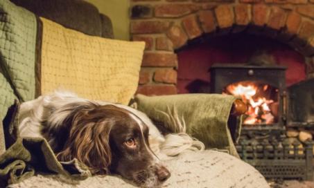 7 Ways to Ease Dog Arthritis in Cooler Weather