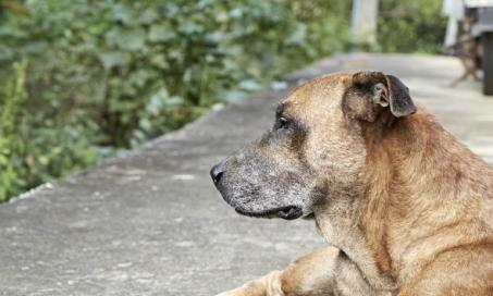 Anemia Due to Chronic Kidney Disease in Dogs