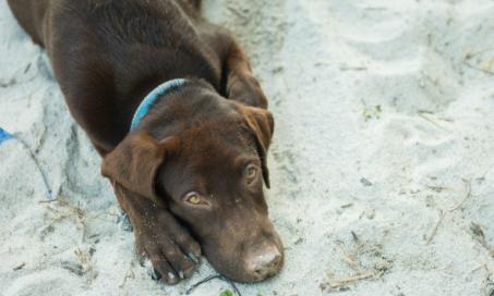 Rat Poisoning in Dogs | PetMD