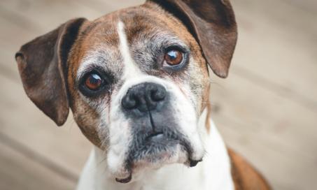 Anxiety and Compulsive Disorders in Dogs