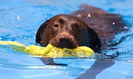 will pool water hurt my dog