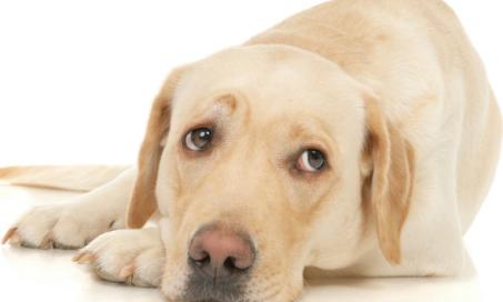 Arthritis (Septic) in Dogs