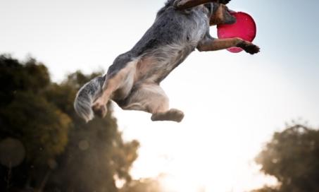8 Extreme Sports for Dogs