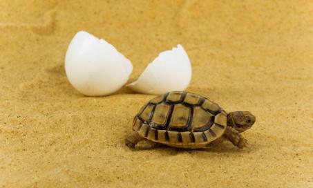 How Do Turtles Have Babies?