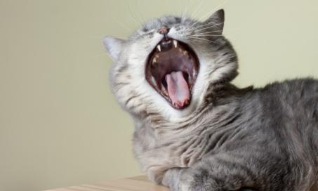 Bad Breath (Chronic) in Cats