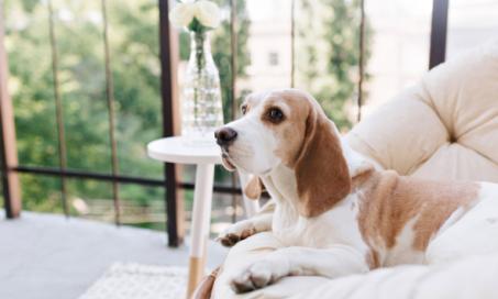 Balcony Safety and Pets: How to Avoid High-Rise Risks