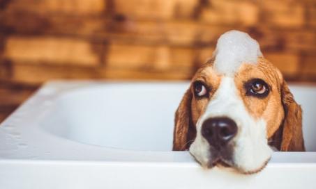 Do You Need a Medicated Dog Shampoo?