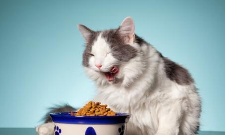 慢喂食猫能减肥吗?
