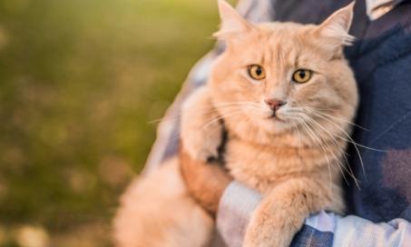 What's New in Feline Kidney Disease Treatment