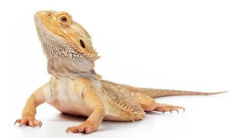 The 5 Best Reptiles and Amphibians for Kids