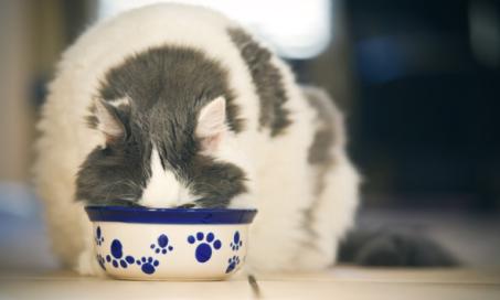 How to Slow Down a Cat Who Is Eating Too Fast
