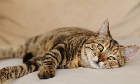 Vomiting with Bile in Cats