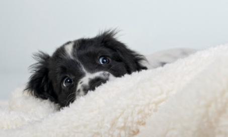 Can Dogs Have Panic Attacks?