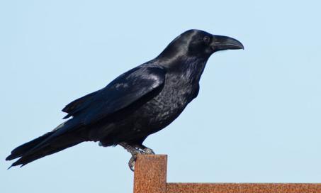 Gastrointestinal Parasites (Tapeworms) in Birds | PetMD