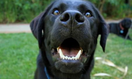 关于狗狗牙齿的5个有趣事实