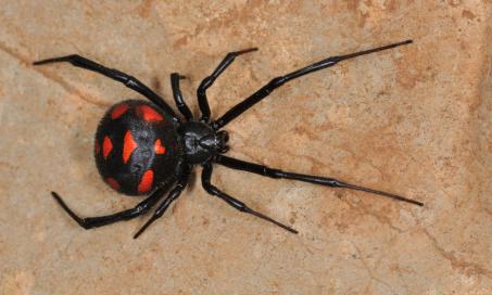 Black Widow Spider Bite Poisoning in Cats