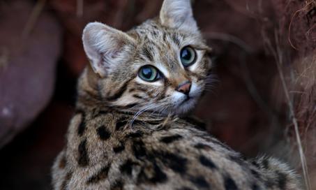 Why the Black-Footed Cat Is Capturing the World's Attention