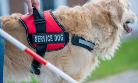 Do You Know Proper Etiquette for Service Dogs?