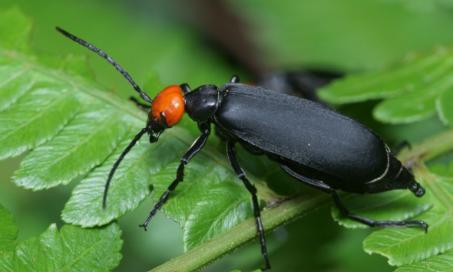 Blister Beetle Poisoning in Horses