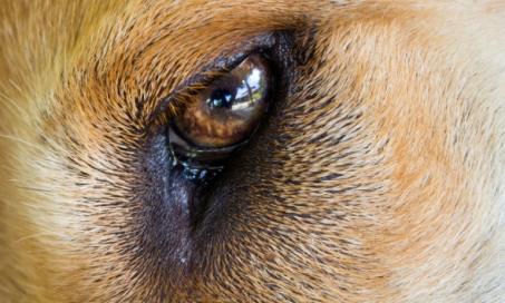 does hyphema in dogs go away