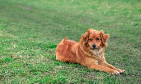 Blood Related Deficiencies in Dogs