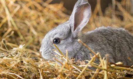 Blood in the Urine in Rabbits