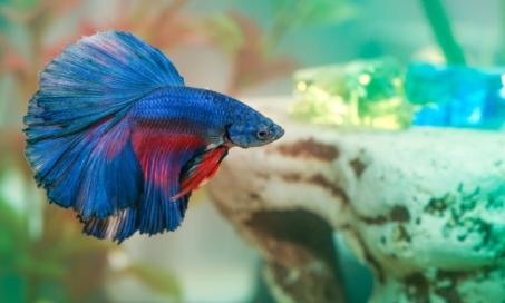 How to Take Care of a Betta Fish: History, Life Span, Feeding, and Tank Setup
