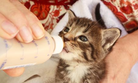 小猫能喝牛奶吗?