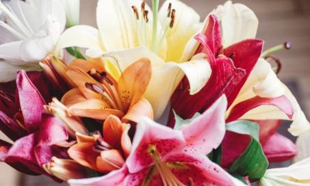 Are Lilies Poisonous to Dogs?