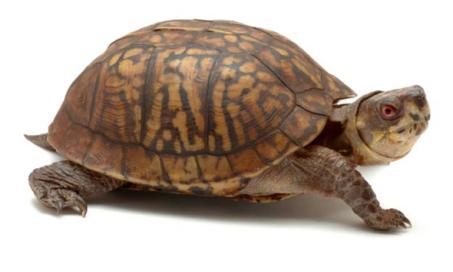 Box Turtle - Terrapene carolina