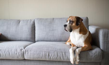 Tips for Keeping Your Dog Off the Furniture