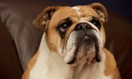 what causes labored breathing in dogs